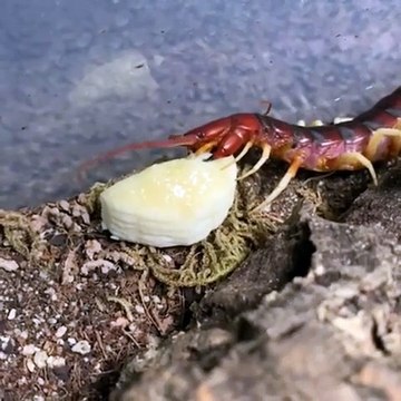 Cet insecte centipède dévore une banane !