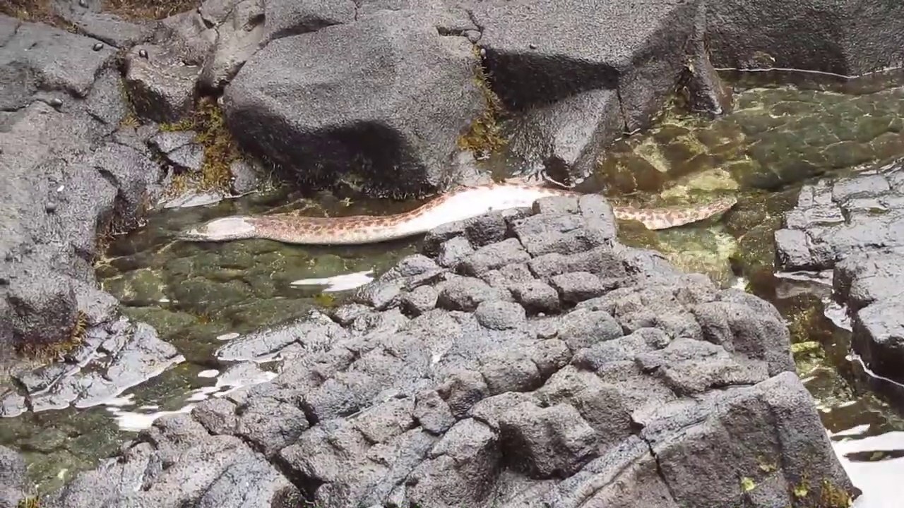 Ce qu'il voit sortir de l'eau va vous faire frissonner...