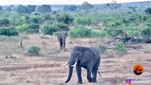 Un éléphant chasse un rhinocéros et son petit...