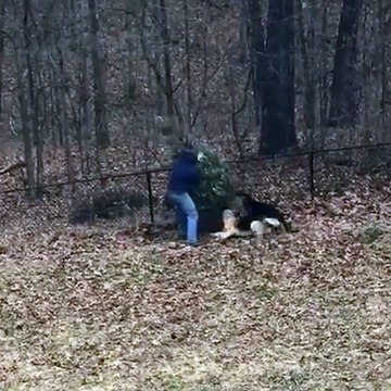 Il voulait juste aller chercher un sapin de noel... Mais ses 2 chiens ne sont pas d'accord