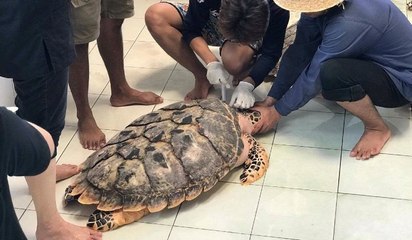 La tortuga se tragó 1000 monedas en el estanque de la buena suerte