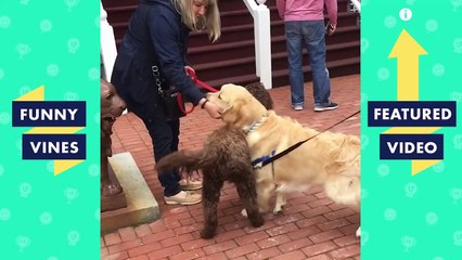 TRY NOT TO LAUGH - Check Out These Funny Animals!