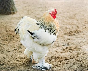 'Goliath', el gallo-dinosaurio que arrasa en las redes sociales