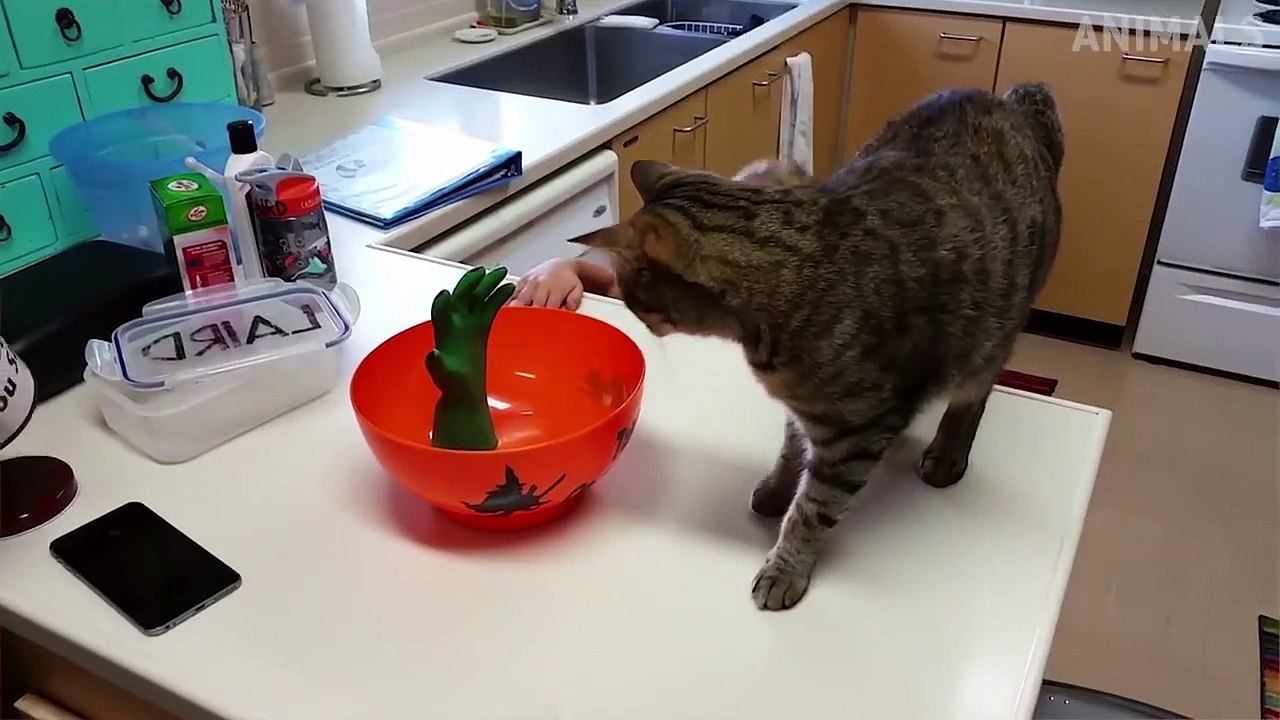 Best Animals Videos of the Year 2019 - Try Not To Laugh Funny Animals Videos