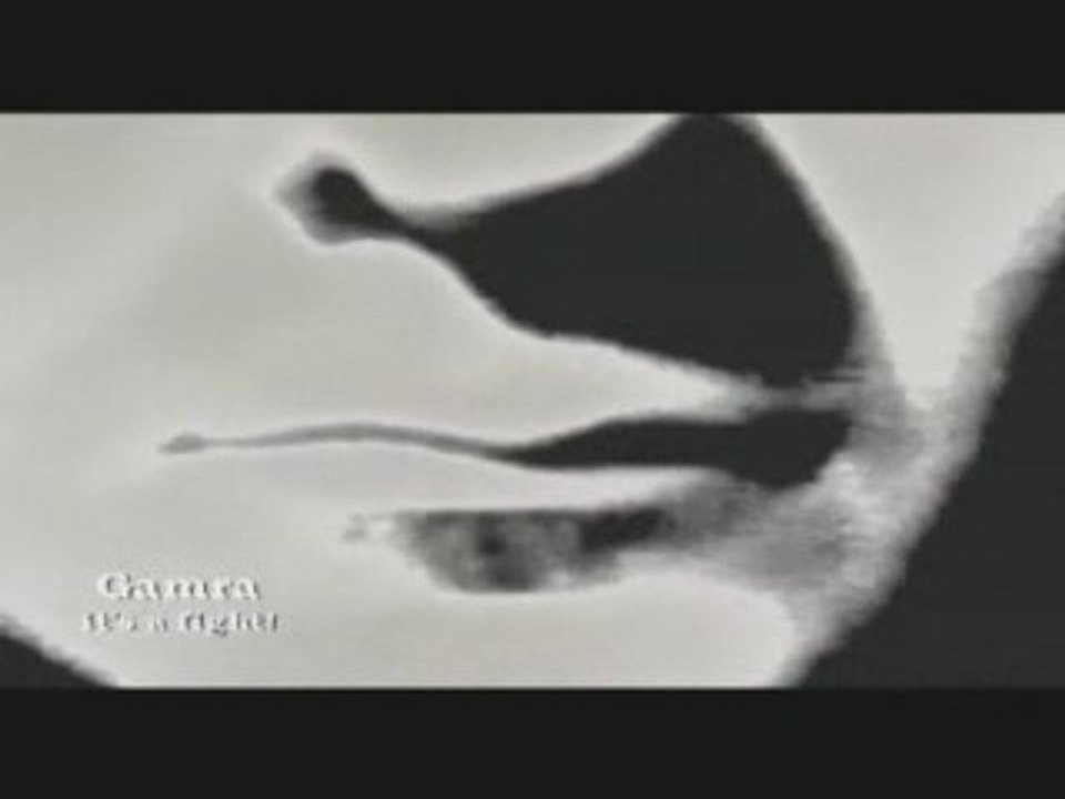 Gamra - it's a fight