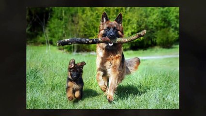 German Shepherd Dogs | poochinsider.com