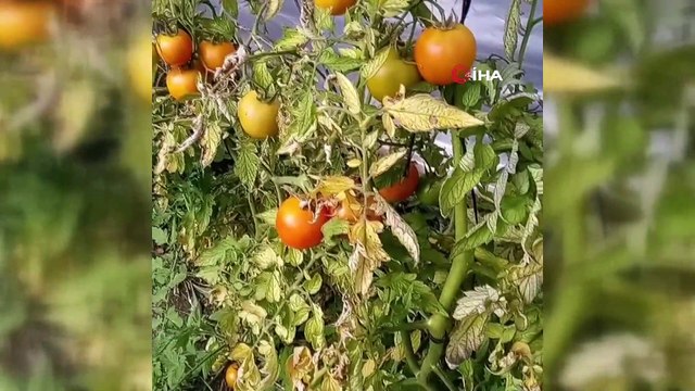 Bu serada ürünler müzikle yetiştiriliyor