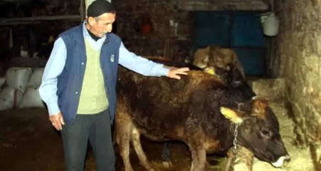 'İneğe kesilen ceza'yla ilgili Jandarma Genel Komutanlığı'ndan açıklama geldi