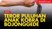 Teror Puluhan Anak Ular Kobra di Royal Citayam Residence, Bojonggede