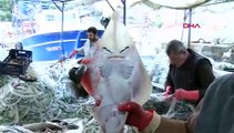 Balıkçıların yeni kabusu insan yüzlü sapan balığı