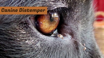 Knowing about Various Pet Vaccinations