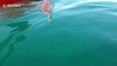 13-foot great white shark circles kayakers off South African coast