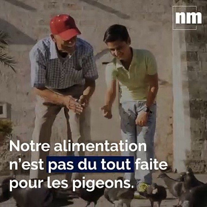 Vous donnez à manger aux pigeons ? C'est une fausse bonne idée qui peut vous coûter cher