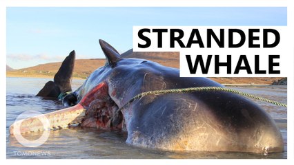 Stranded sperm whale had 100 kg of garbage in it stomach