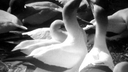 White ducks playing by the sea shore