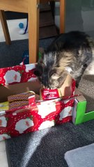 Gosport Branch  Shoebox appeal 2018 video - please credit Cats Protection