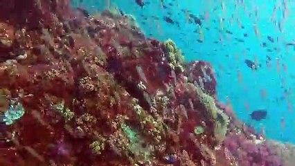 Marine life under threat from plummeting oxygen levels