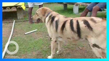 為嚇阻猴子入侵 印度農夫出奇招畫狗成虎