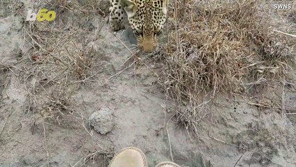 A Young Leopard Gets Up Close & Personal With Wildlife Photographer!