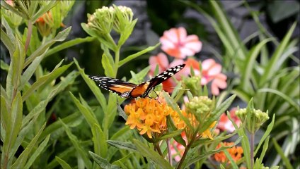 Nos dias mais difíceis da sua vida ore com Nosso Senhor do Bonfim