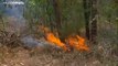 В Австралии объявлен режим ЧП из-за пожаров