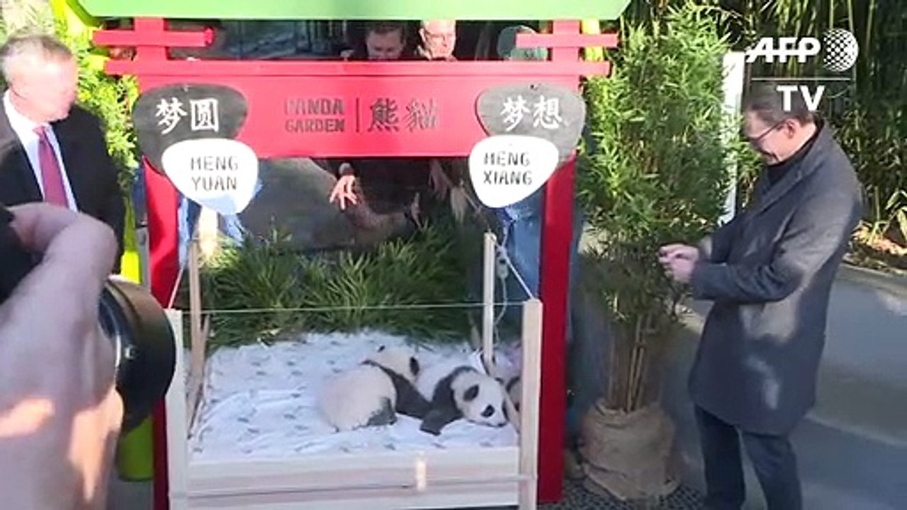 Berliner Pandazwillinge heißen Meng Xiang und Meng Yuan