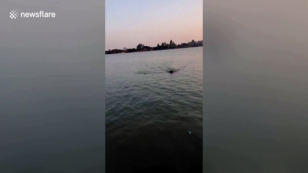 Golden retriever brings fishing rod back to man after fish dragged it away