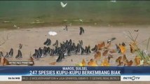 Menikmati Pesona Kupu-kupu di Bantimurung