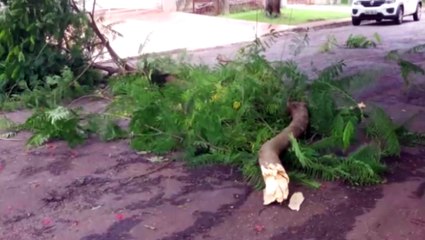 Galho de árvore cai e prejudica o trânsito na Rua Tuiuti, no Cancelli