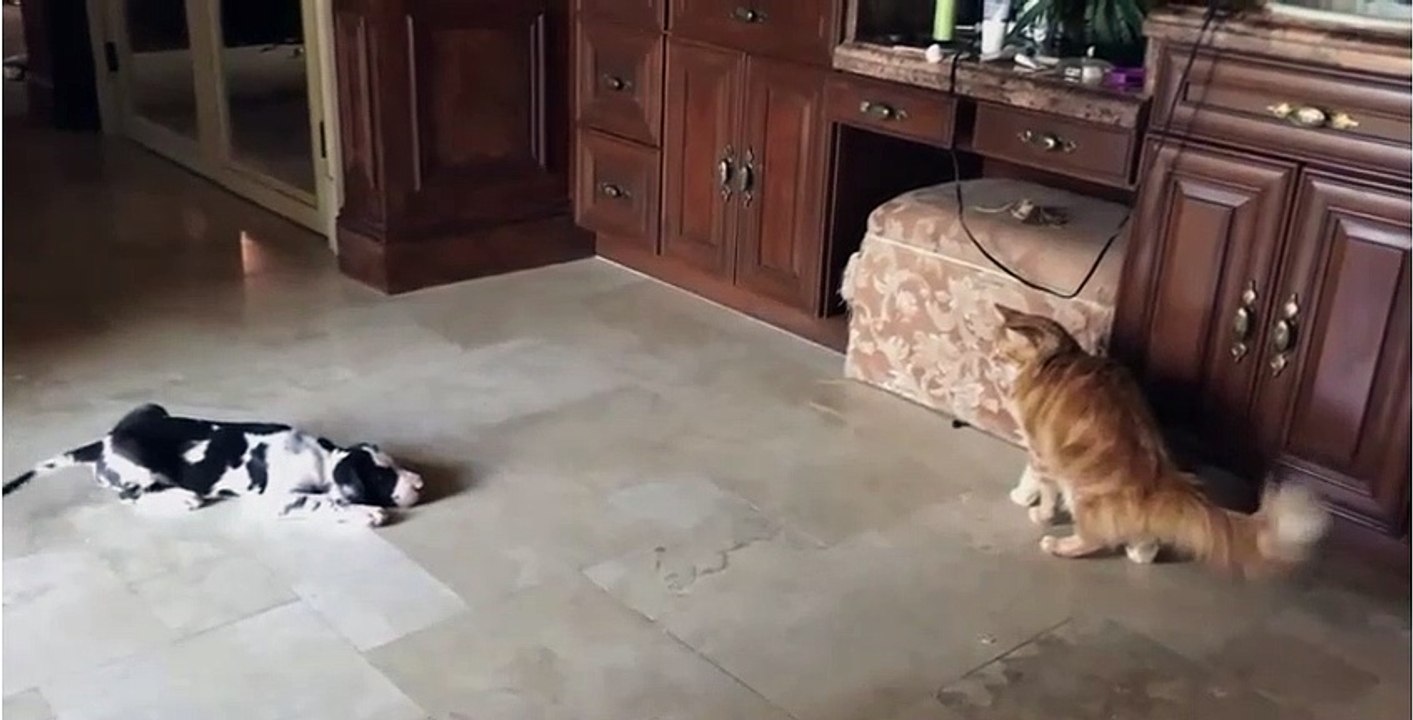 Le chiot Dogue allemand et le chat