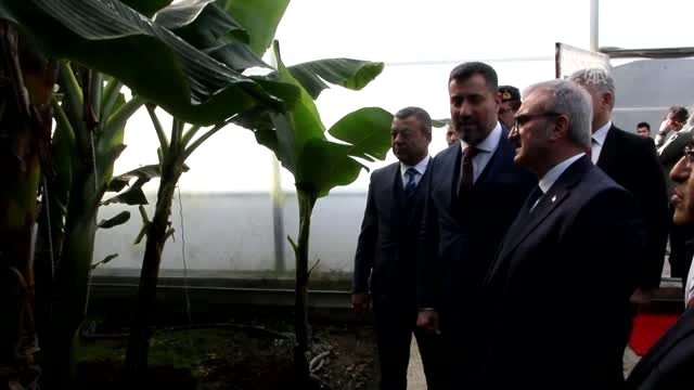 Antalya Valisi Münir Karaloğlu: Antalya 2 yıl sonra Türkiye'nin en büyük muz üreticisi haline...