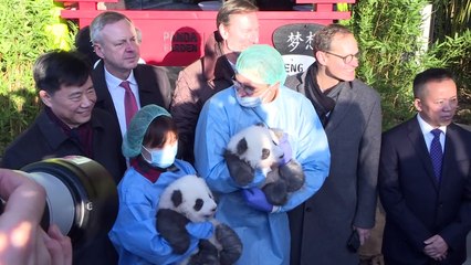 Download Video: Zoológico de Berlim apresenta dois filhotes gêmeos de panda