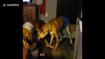 Special needs pups Trimble and Twitch show each other some brotherly love