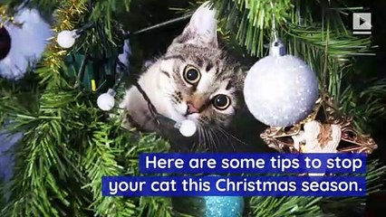 How to Keep Your Cat Away From the Christmas Tree
