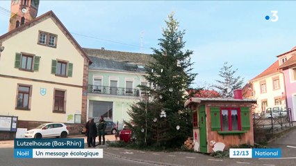 Noël : des sapins roussis pour faire passer un message écologique