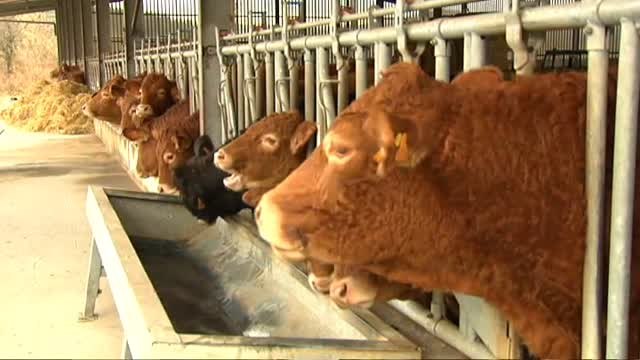 Granjas sostenibles de País Vasco gestionadas por mujeres luchan contra el cambio climático