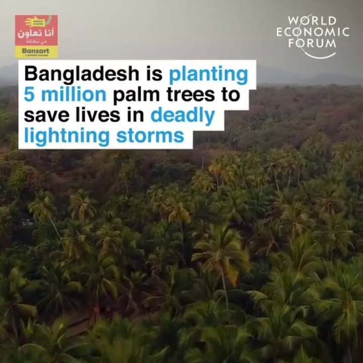 Bangladesh is planting 5 million palm trees