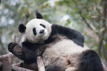 Animales en serio peligro de extinción