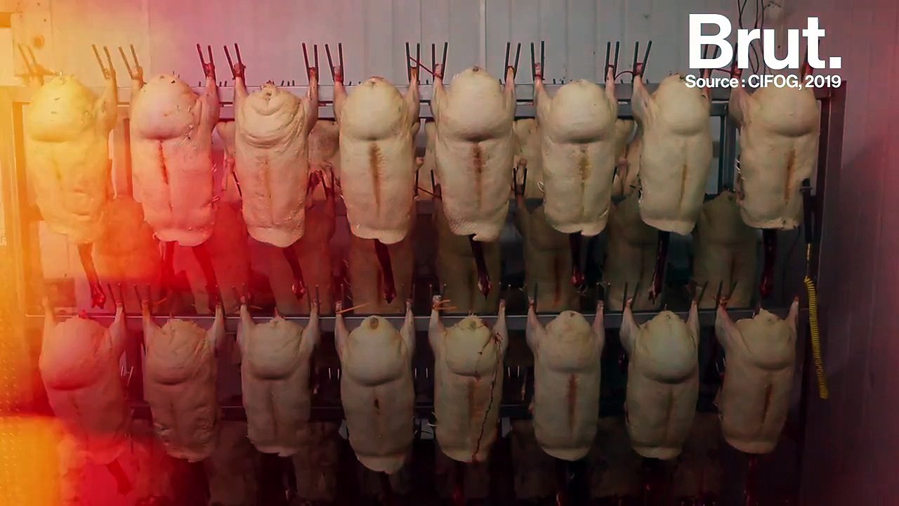 Gavage, canetons asphyxiés… L214 épingle les pratiques de production du foie gras