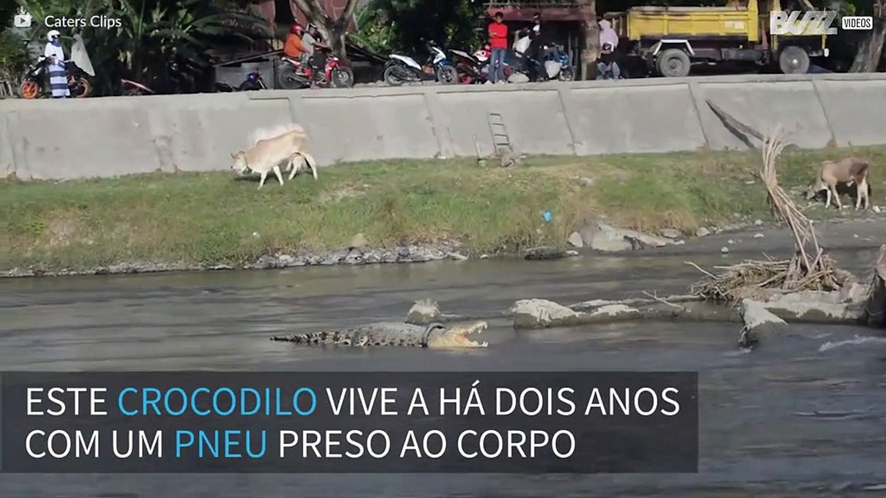 Crocodilo vive há dois anos com pneu preso no corpo