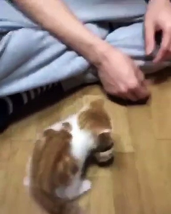 小貓不想分享他的玩具