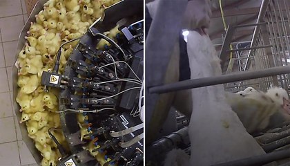 Dans l’enfer des canetons destinés à produire du foie gras