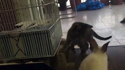 Cat and Rabit fist impression