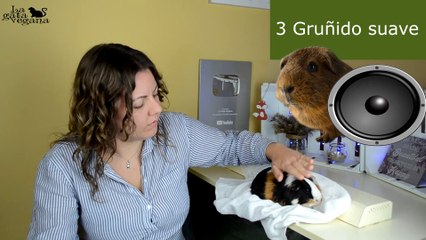 LOS SONIDOS DE LAS COBAYAS Y SU SIGNIFICADO | GUÍA DE SU LENGUAJE CON EJEMPLOS REALES | LAGATAVEGANA