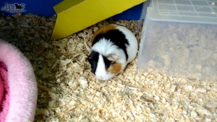 ROOM TOUR JAULA COBAYAS CYC DE TRES PISOS OCTUBRE 2019 | GUINEA PIGS C&C CAGE TOUR LA GATA VEGANA