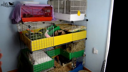 ROOM TOUR JAULA COBAYAS CYC DE TRES PISOS NOVIEMBRE 2019 | GUINEA PIGS C&C CAGE TOUR | LA GATA VEGANA