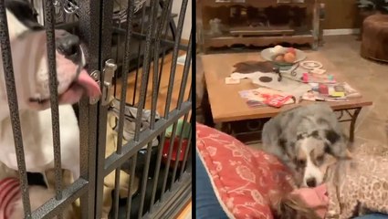 Nothing Gets By These Clever Pups