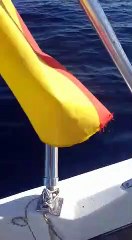 Avistan a un tiburón de más de tres metros a un kilómetro de Las Vistas