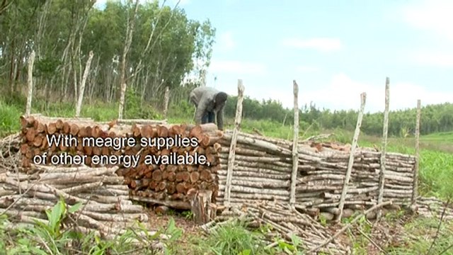 In DRC charcoal is vital for homes but deadly for forests