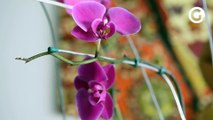 Como fazer para manter uma orquídea